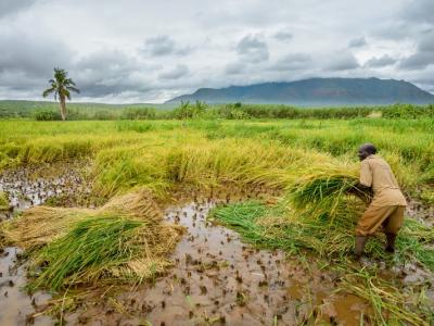 Farmer in Africa working at paddy field