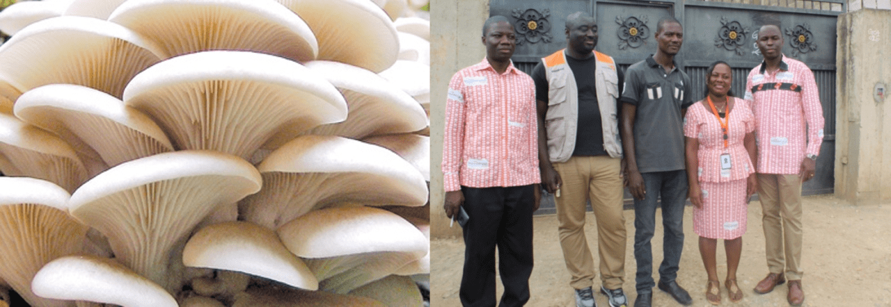 L: Mushrooms at Victor’s farm. R: Frank (COO), Kojo (VFG CEO), Victor, Mabel (SGB Manager) & Michael