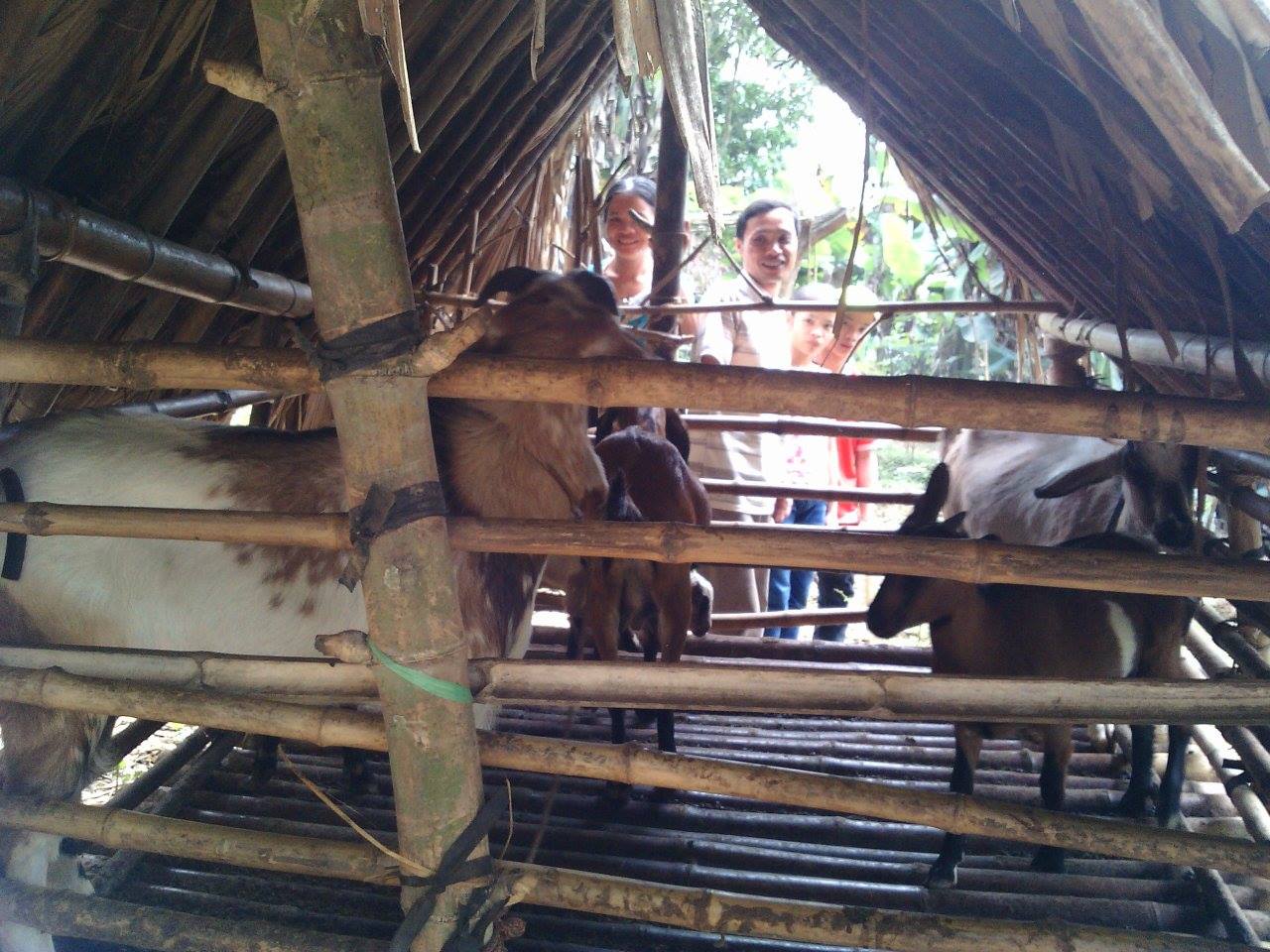 Mrs. Luong and her daughter looking through goat stable. 