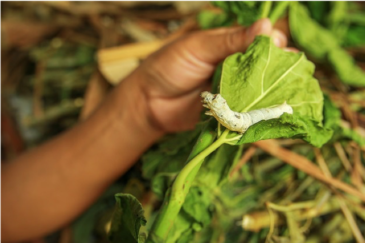 picture of silkworm on leaf