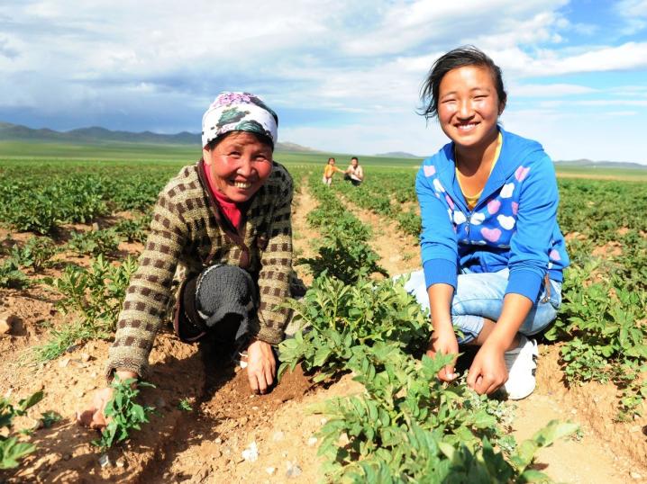 Mongolia farming