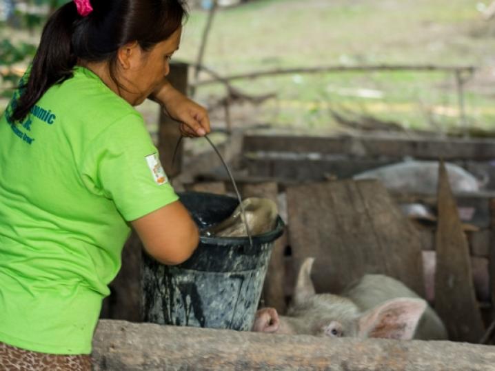 Piggery in the Philippines