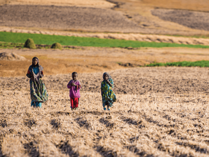 Women walk in a paddy field