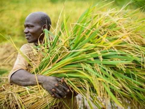 African Farmer carrying paddy