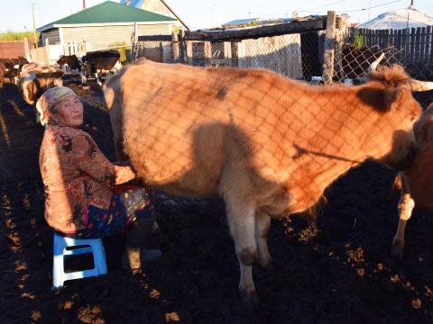 Bulgaa is mother of six and now lives with her daughter, two grandchildren and her mother in Darkhan city, Mongolia milking her dairy cows. 
