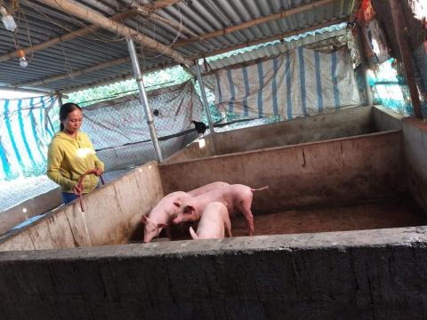 Trinh with the pigs she purchased with her VisionFund loan