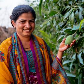 Woman touching mango on tree on her farm in India