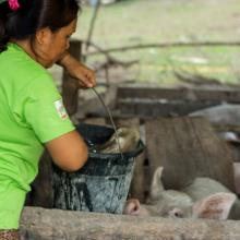 Piggery in the Philippines