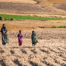 Women walk in a paddy field